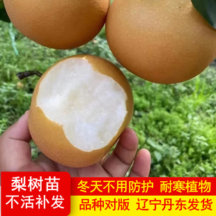 梨树果苗秋月梨当年结果翠冠梨嫁接晚熟梨树苗盆栽地栽梨子树果苗