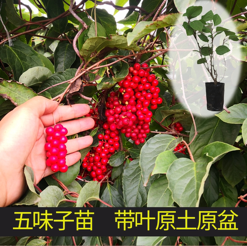 五味子苗药用植物阳台别墅绿化