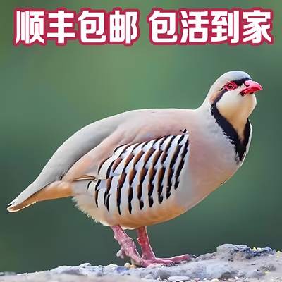 【包活到家】农家散养呱呱鸡咕咕鸡鹧鸪鸟小飞龙宠物活物包活
