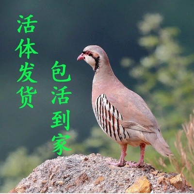 【包活到家】鹧鸪活鸟石鸡呱呱鸡飞龙鸟活体嘎嘎鸡美国鹧鸪