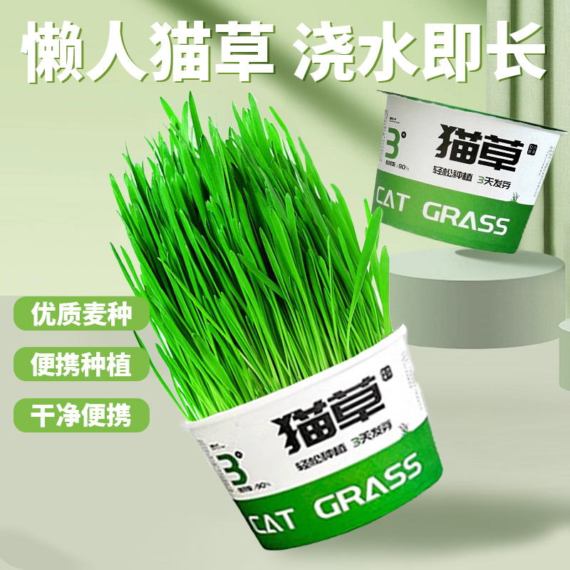 浇水即长清新口气懒人泡面猫草