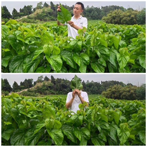 吃营养充足良桑蚕宝长得好