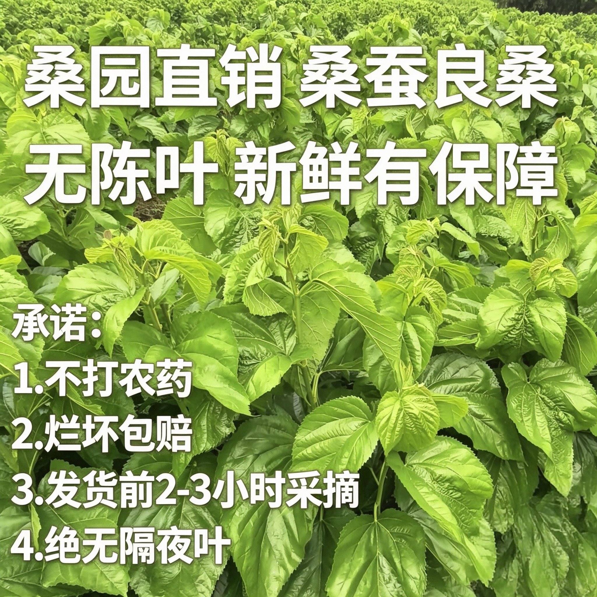 四川新鲜桑叶 桑园地里发货 当天采摘无农药 蚕宝宝最爱