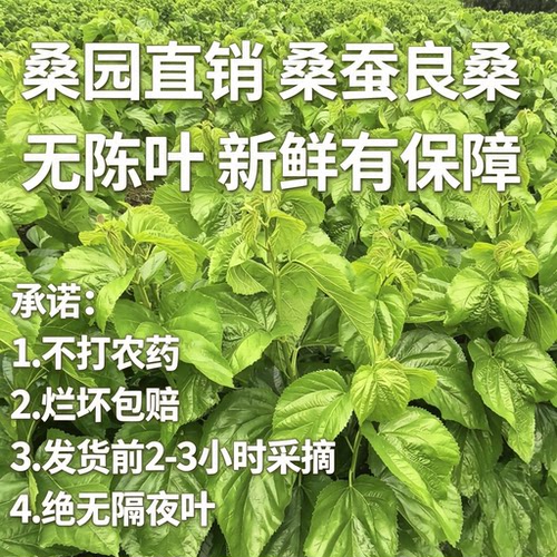 四川新鲜桑叶 桑园地里发货 当天采摘无农药 蚕宝宝最爱