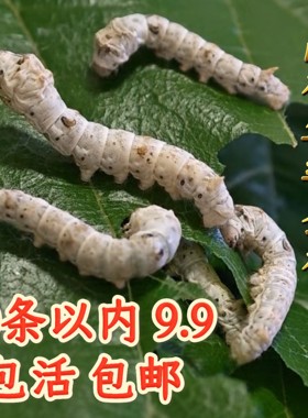 蚕宝宝包活包邮专业孵化易养活