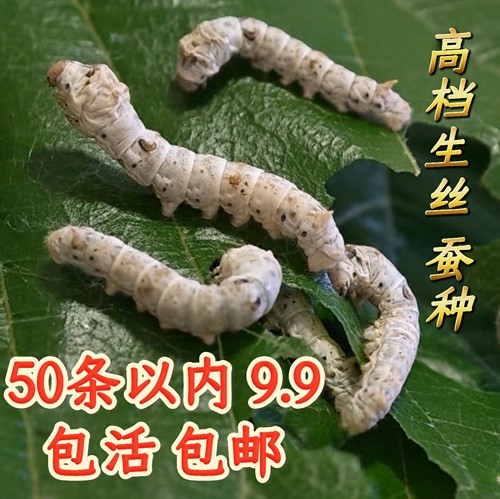 蚕宝宝包活包邮专业孵化易养活