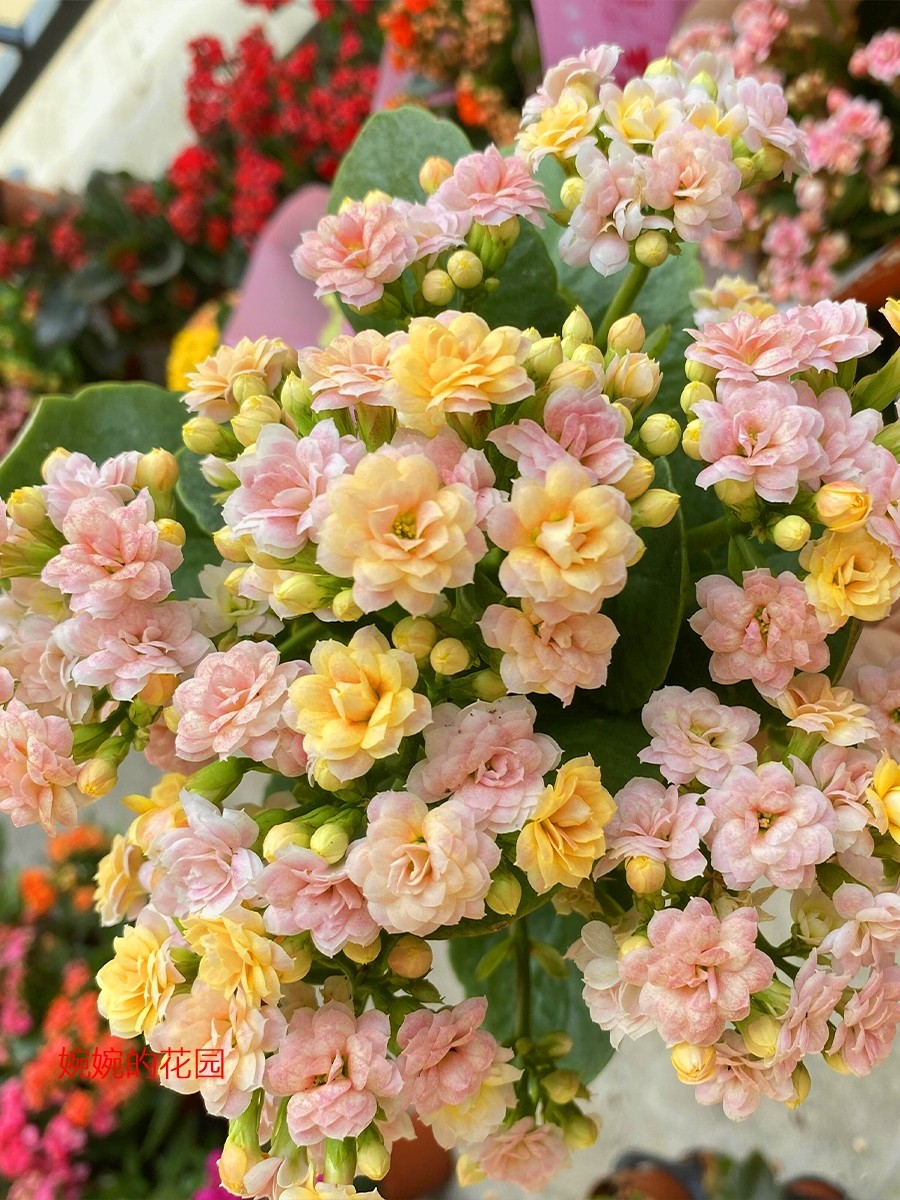 婉婉的花园长寿盆花栽重瓣花大花带花苞品种缤纷柠檬水果糖阳台,家居饰品,户外/庭院摆件,淘宝优惠券,粉丝福利购,淘宝优惠卷