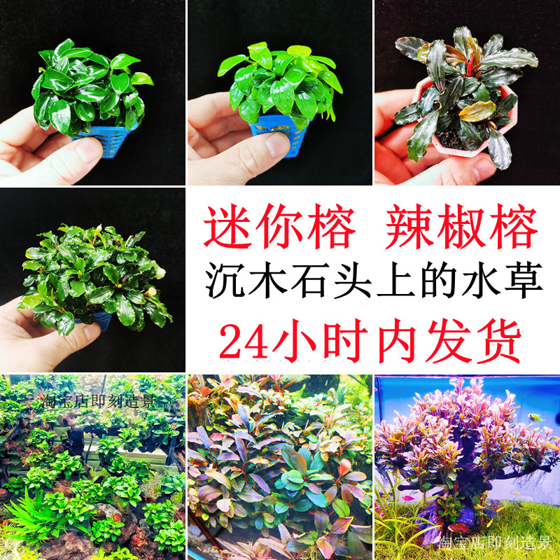 迷你榕辣椒榕黄金小水榕鱼缸石头沉木造景植物蓝精灵幽灵布兰妮紫