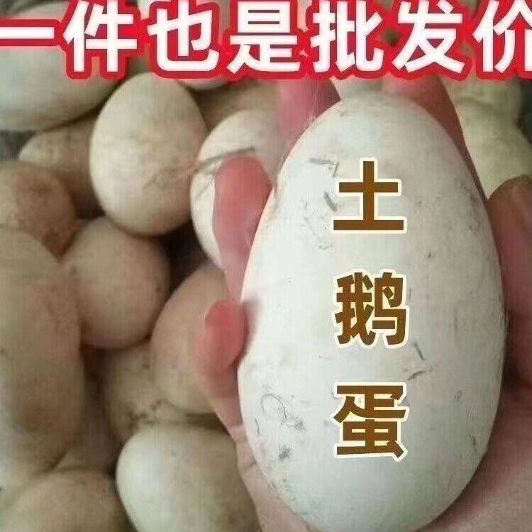 新鲜包邮12枚农家散养土鹅蛋孕妇正宗特大鹅蛋鲜鹅蛋140-160克