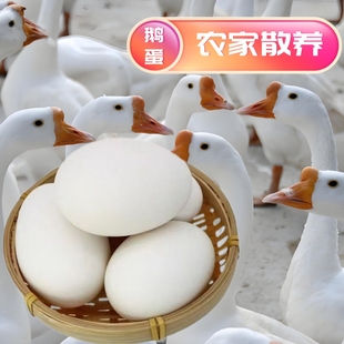 包邮 140 160克12枚鹅蛋新鲜农家散养孕妇纯去胎毒土鹅蛋大超大个