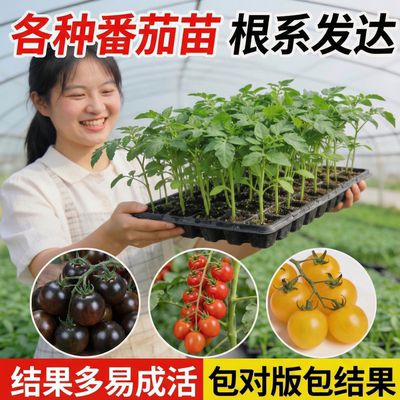 圣女果千禧小番茄秧苗各类番茄苗