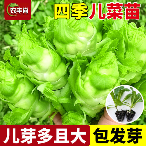 儿菜秧苗正宗四川儿菜苗抱子芥菜