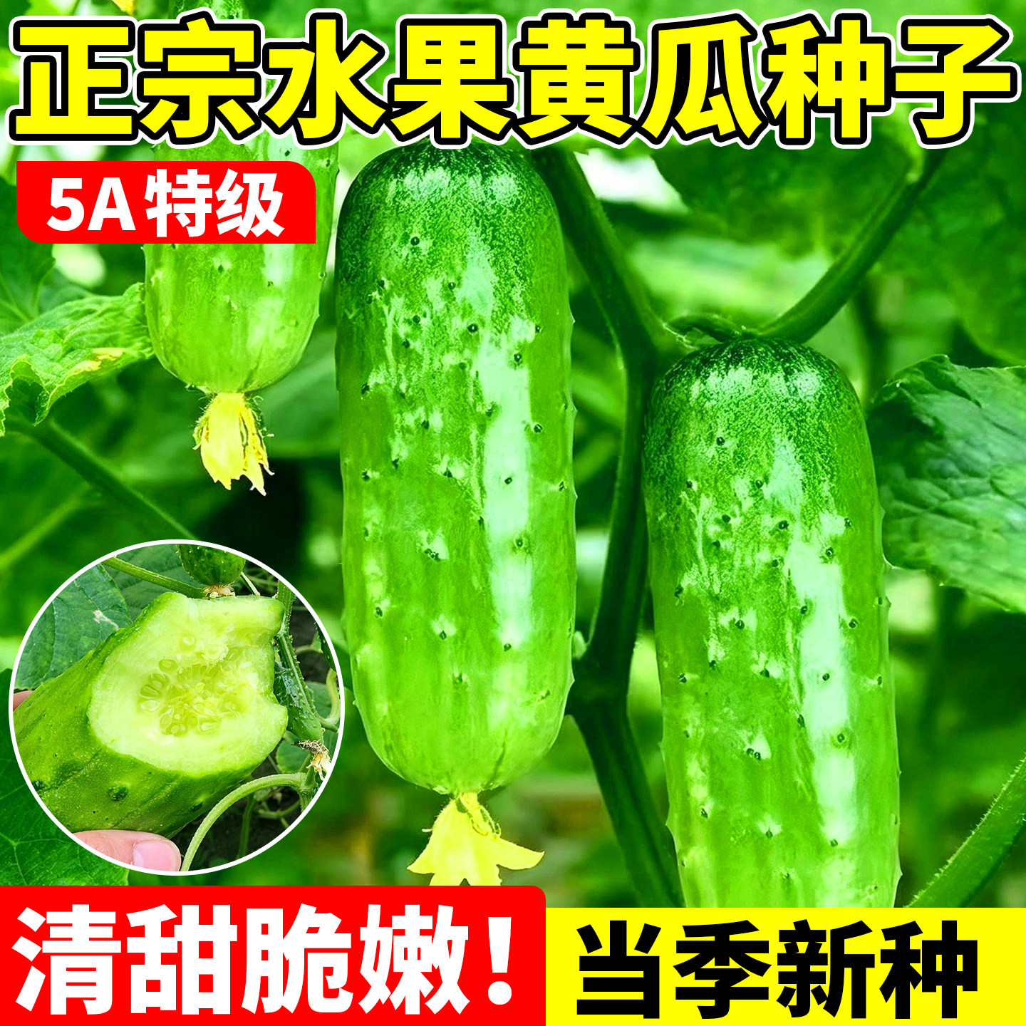 水果黄瓜种子种籽孑高产青瓜小嫁接菜种大全秋黄瓜懒人爬地瓜种子