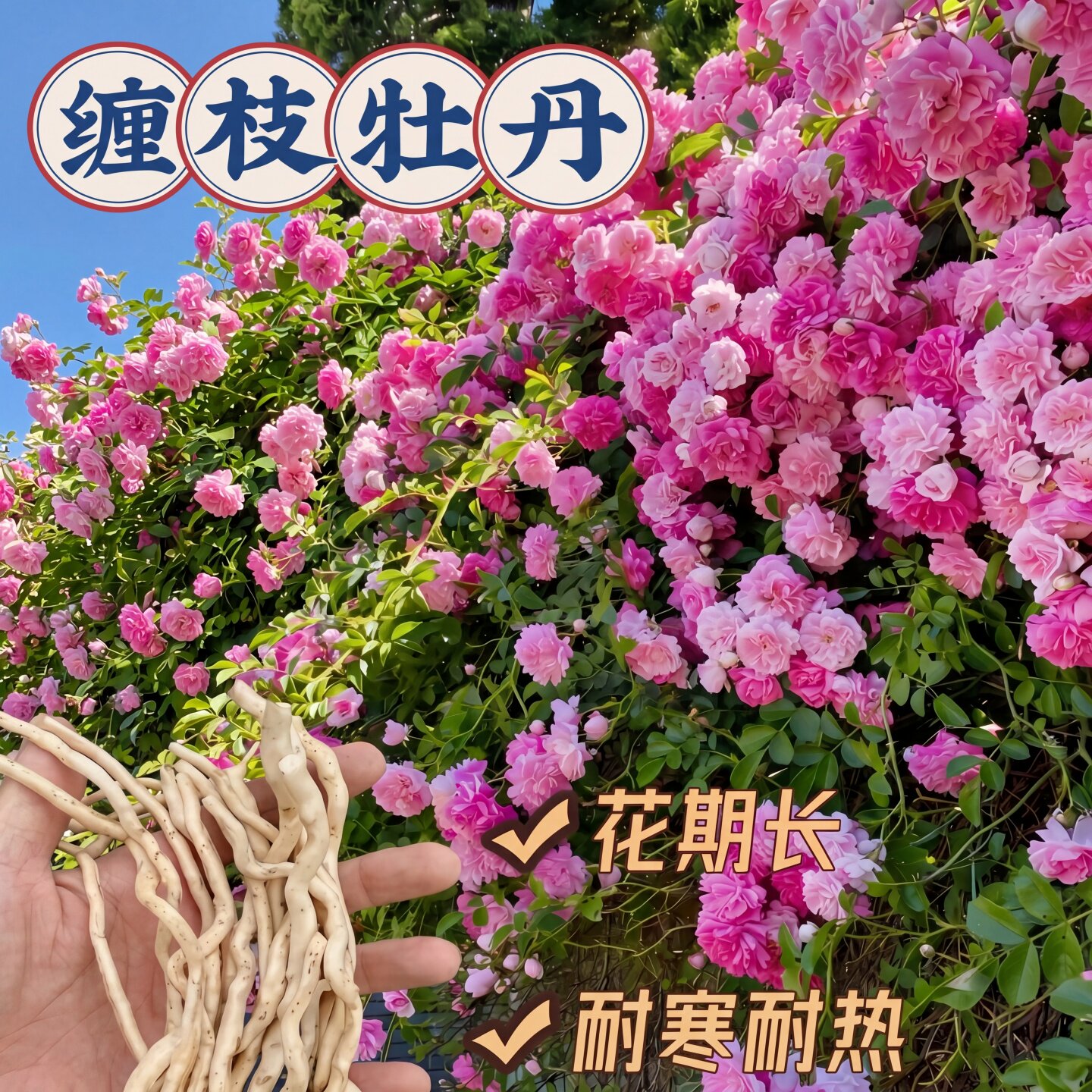 缠枝牡丹花根带芽种根重瓣花苗耐寒耐热多年生宿根粉色春化芽尖