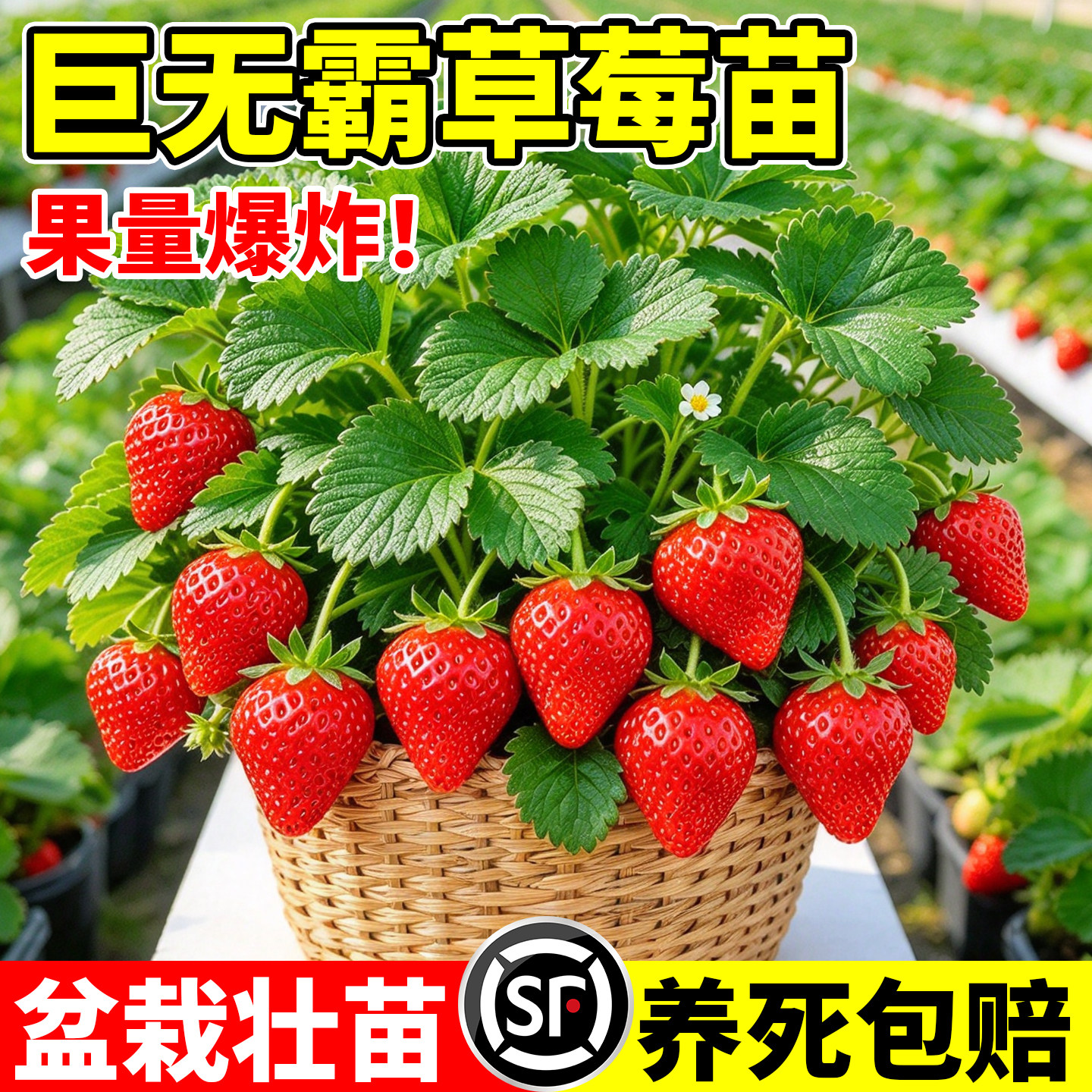 草莓苗秧苗盆栽特大高产四季结果优质脱毒奶油红颜草莓苗大全批发