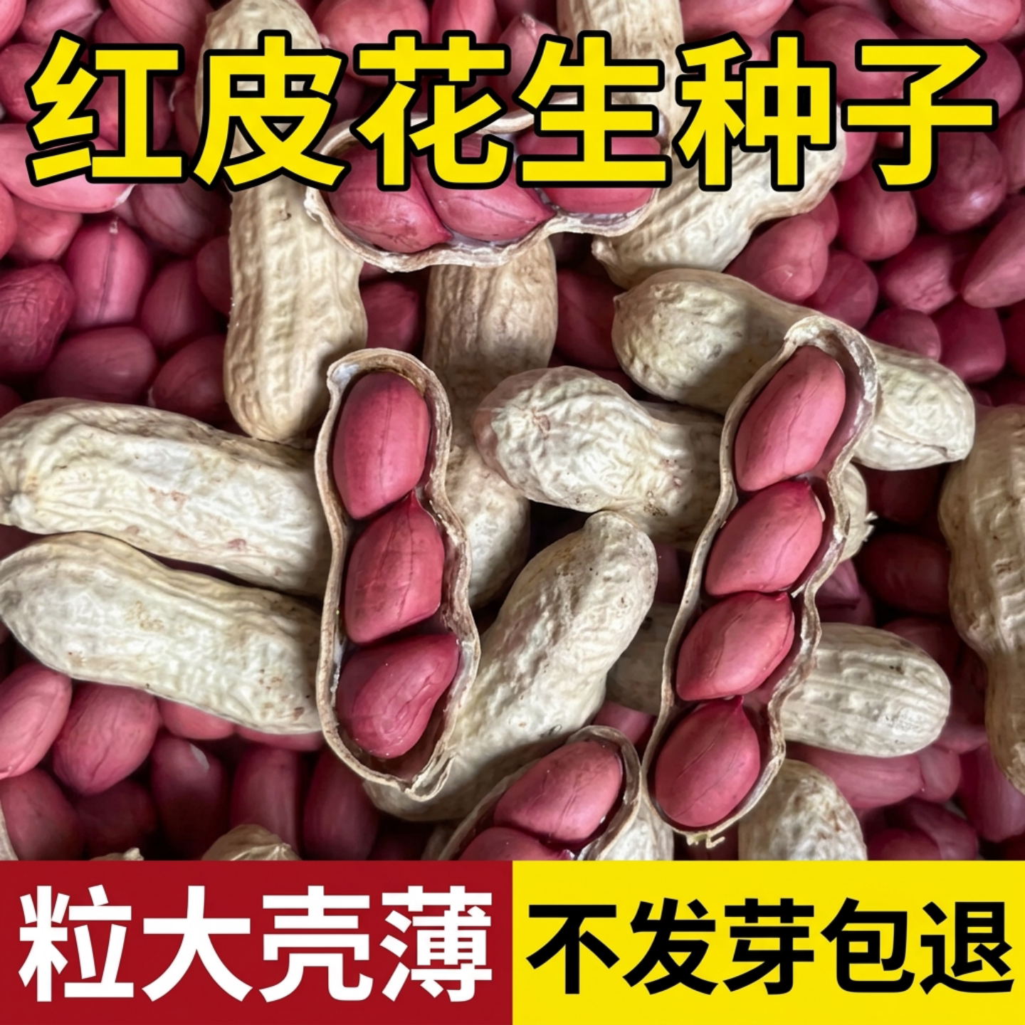 花生种子老品种薄壳四季高产优质图片