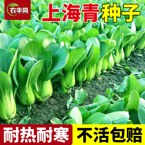 上海青种子正宗老品种菜种籽耐热