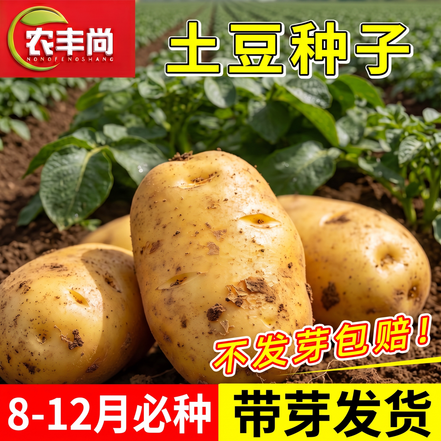 土豆种子秋播高产老品种庭院阳台盆栽冬季早熟蔬菜种籽原种马铃薯