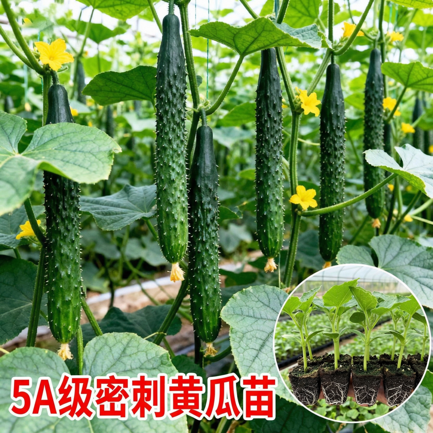 密刺黄瓜苗秧四季高产抗毒旱黄瓜阳台庭院种植水果黄瓜蔬菜苗大全
