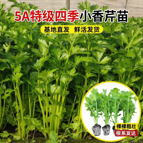 四季小香芹菜苗秧老品种盆栽高产