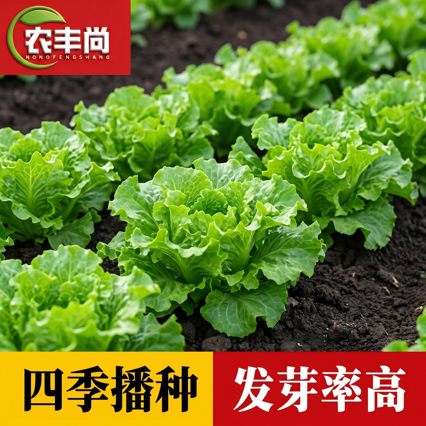 意大利生菜王种子生菜种籽四季
