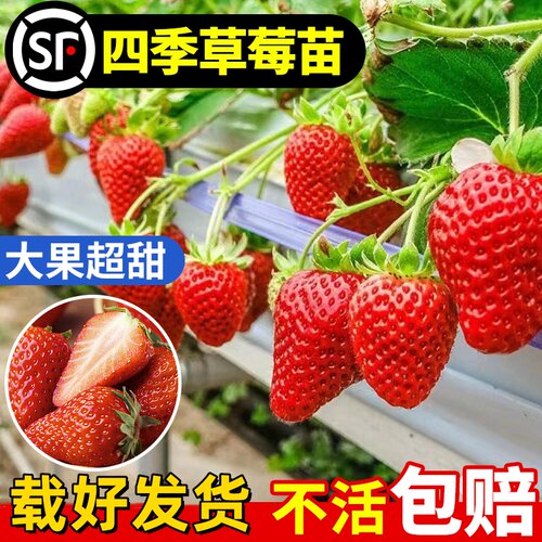 阳台种植奶油草莓苗盆栽四季结果