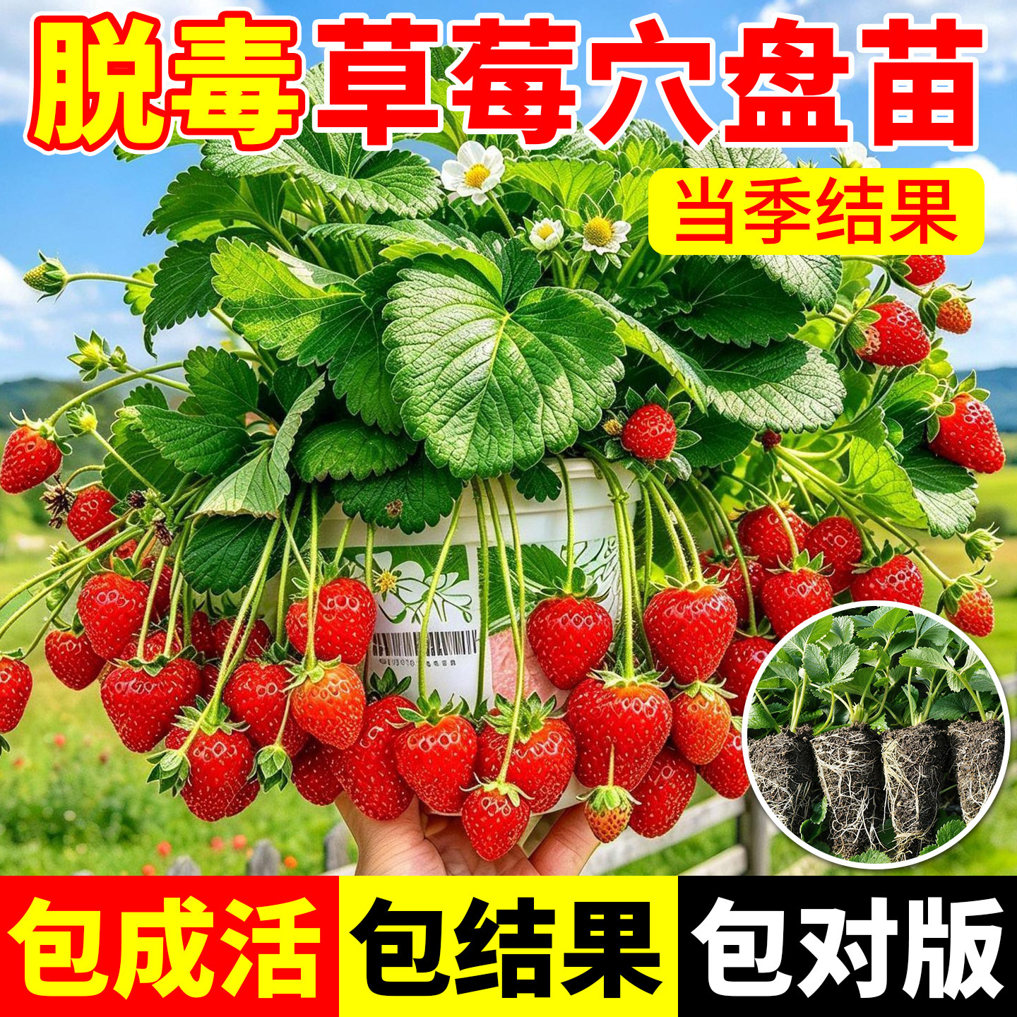 草莓苗四季盆栽食用奶油隋珠红颜白雪穴盘苗南北阳台好养果蔬苗秧