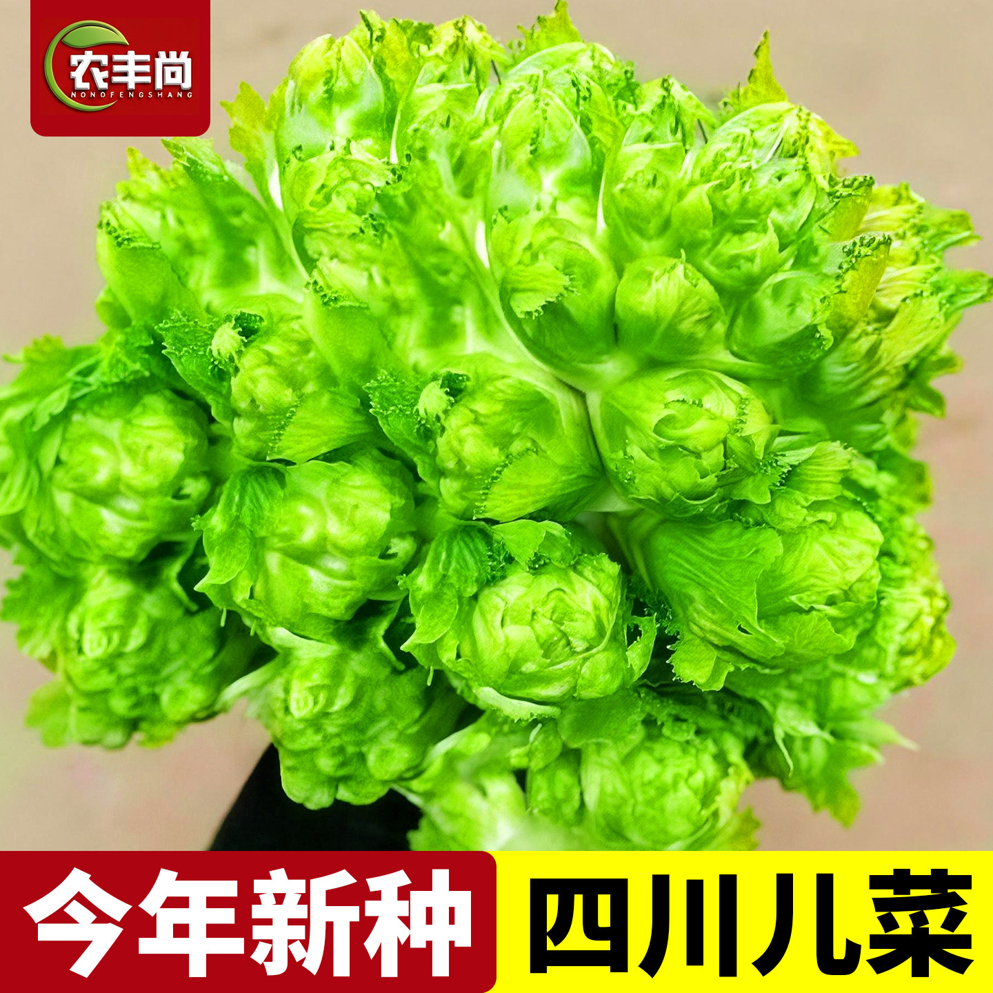 儿菜种子新鲜蔬菜籽种秋冬耐寒多侧枝四川抱子菜种籽菜籽农家菜子