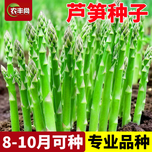 芦笋种子籽四季阳台盆栽庭院种植