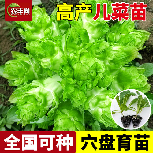 儿菜秧苗四季蔬菜秧苗子早熟高产
