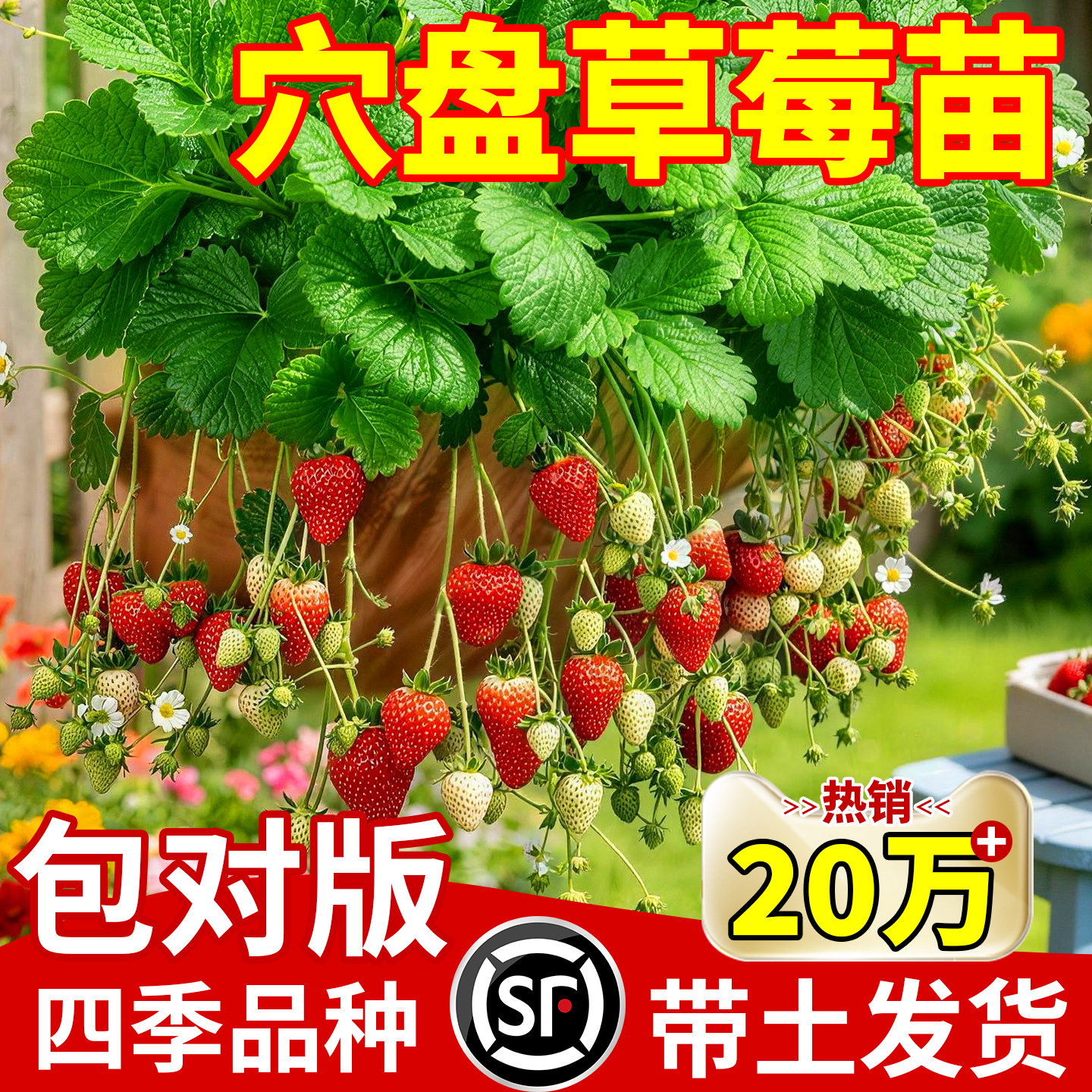 草莓苗秧穴盘苗四季结果优质高产玄玉盆栽红颜奶油脱毒果蔬苗批发