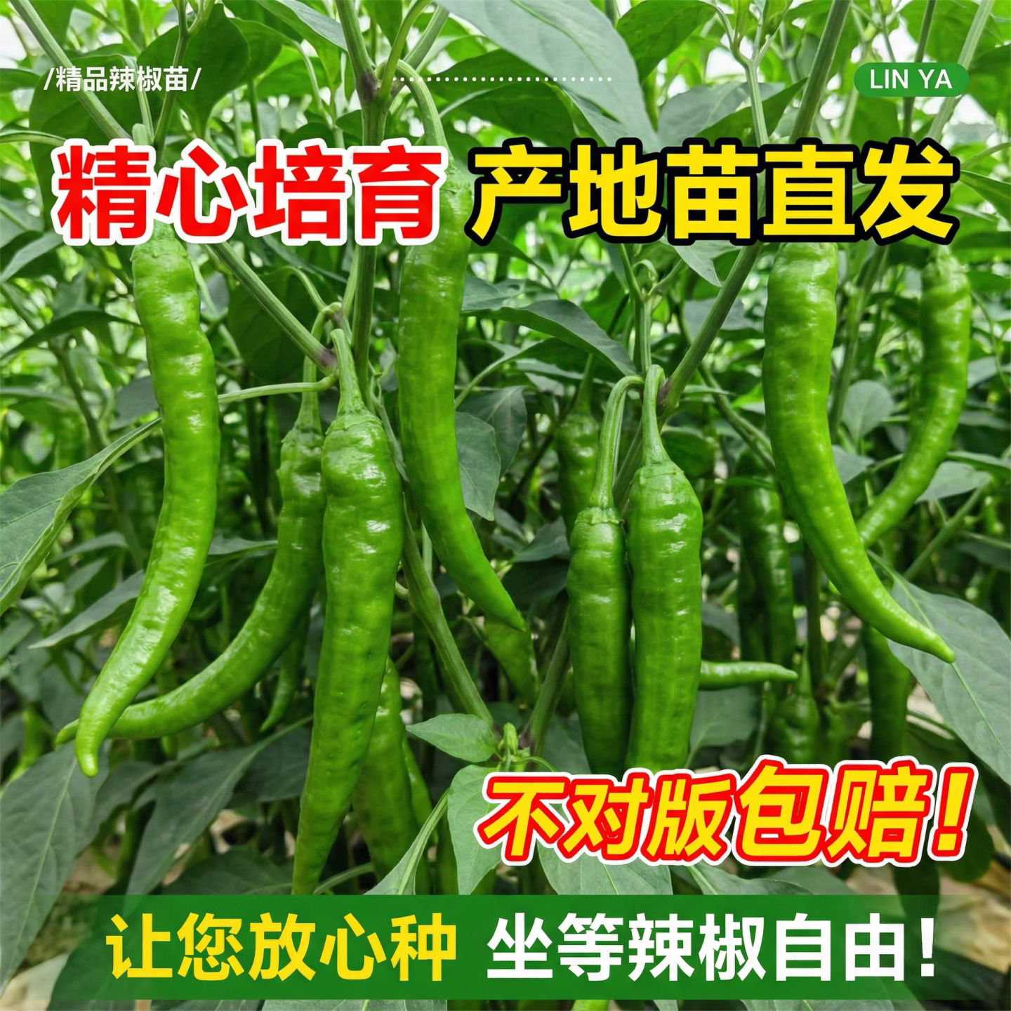 正宗湖南原种樟树港辣椒苗庭院四季种植高产薄皮椒蔬菜苗秧苗大全