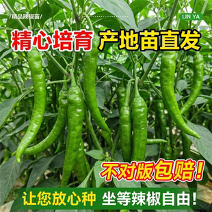 正宗湖南原种樟树港辣椒苗庭院四季 种植高产薄皮椒蔬菜苗秧苗大全