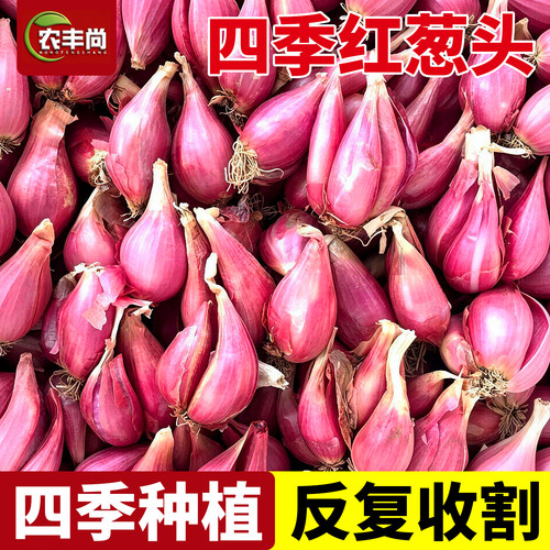 红葱头四川干葱头火葱新鲜小香葱