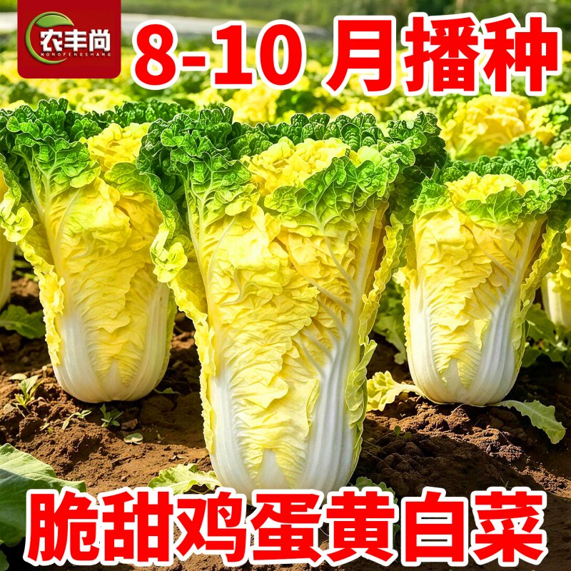 四季鸡蛋黄白菜种子早熟高产抗旱