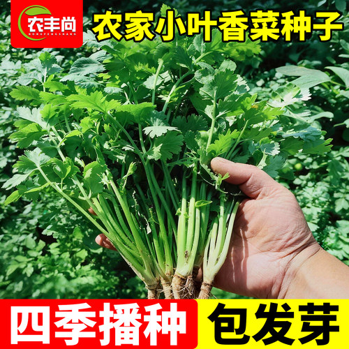 小叶香菜种子籽四季速生新鲜蔬菜
