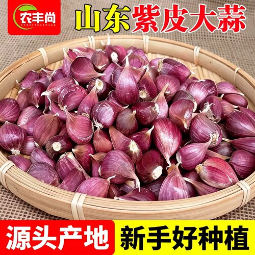 大蒜种子红根大蒜宽叶正宗紫红皮