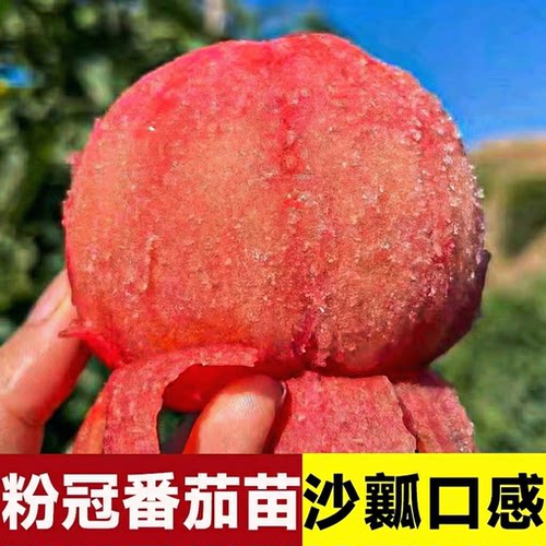 沙瓤西红柿苗秧老品种番茄苗高产