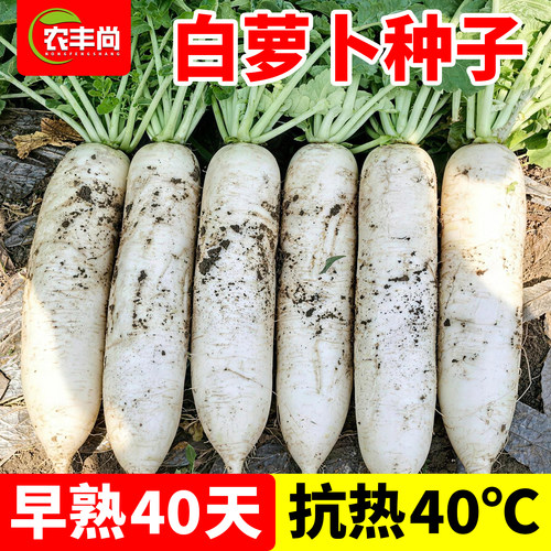 高产特大白萝卜孑种子老品种耐热