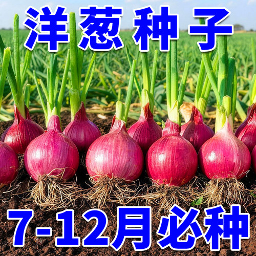 紫皮洋葱种子四季高产甜脆爽口