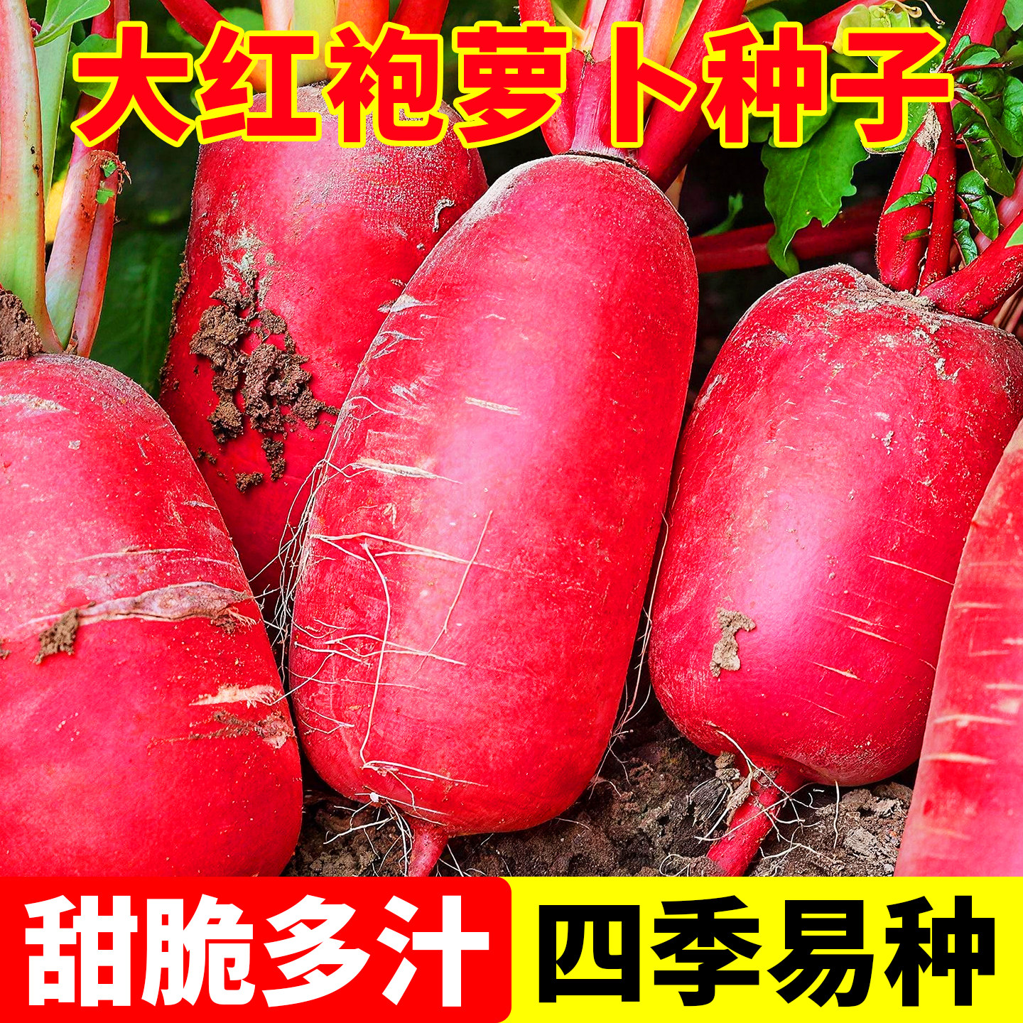 大红袍萝卜种子高产早熟满身红水果萝卜种红皮白肉庭院种植萝卜籽