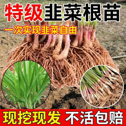 老品种韭菜根苗四季紫根宽叶带土