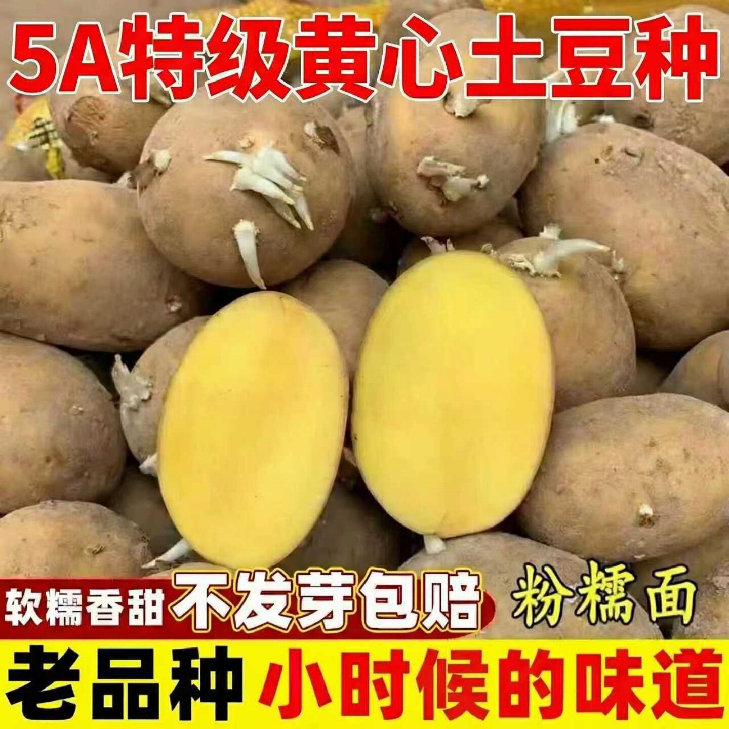 高产黄心马铃薯种子土豆四季瓜果蔬菜种子阳台盆栽四季蔬菜种大全