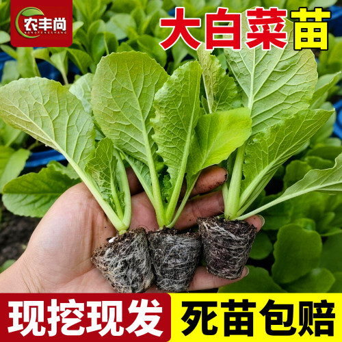 大白菜苗四季高产正宗有机蔬菜苗