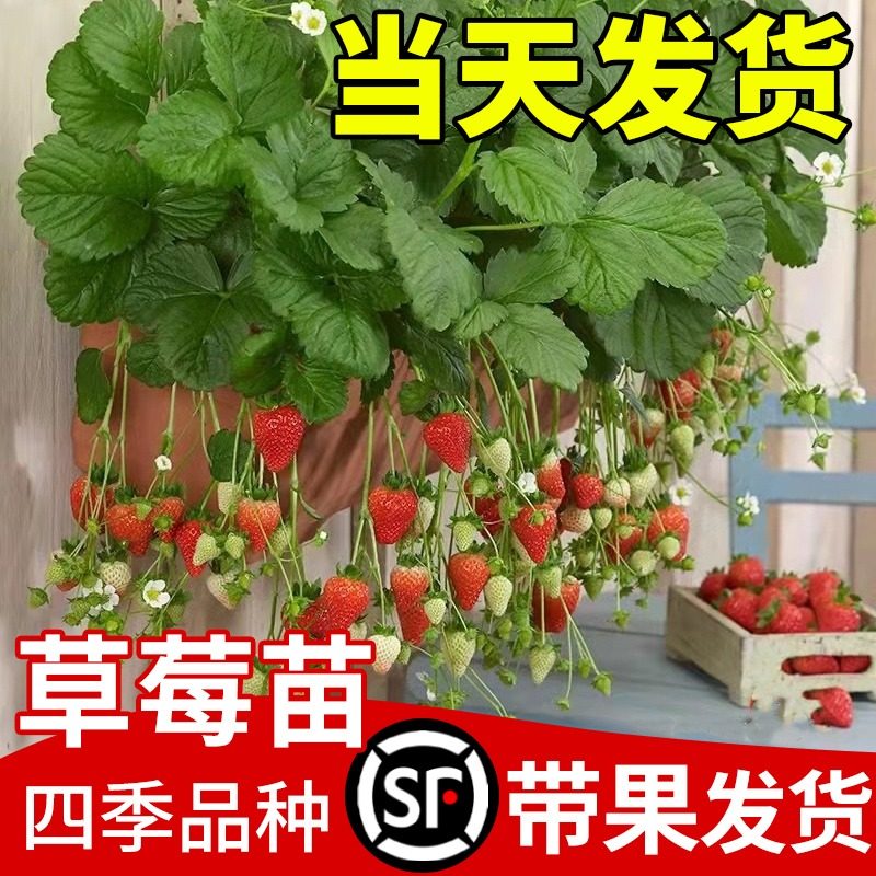 四季可食用草莓苗阳台盆栽种植