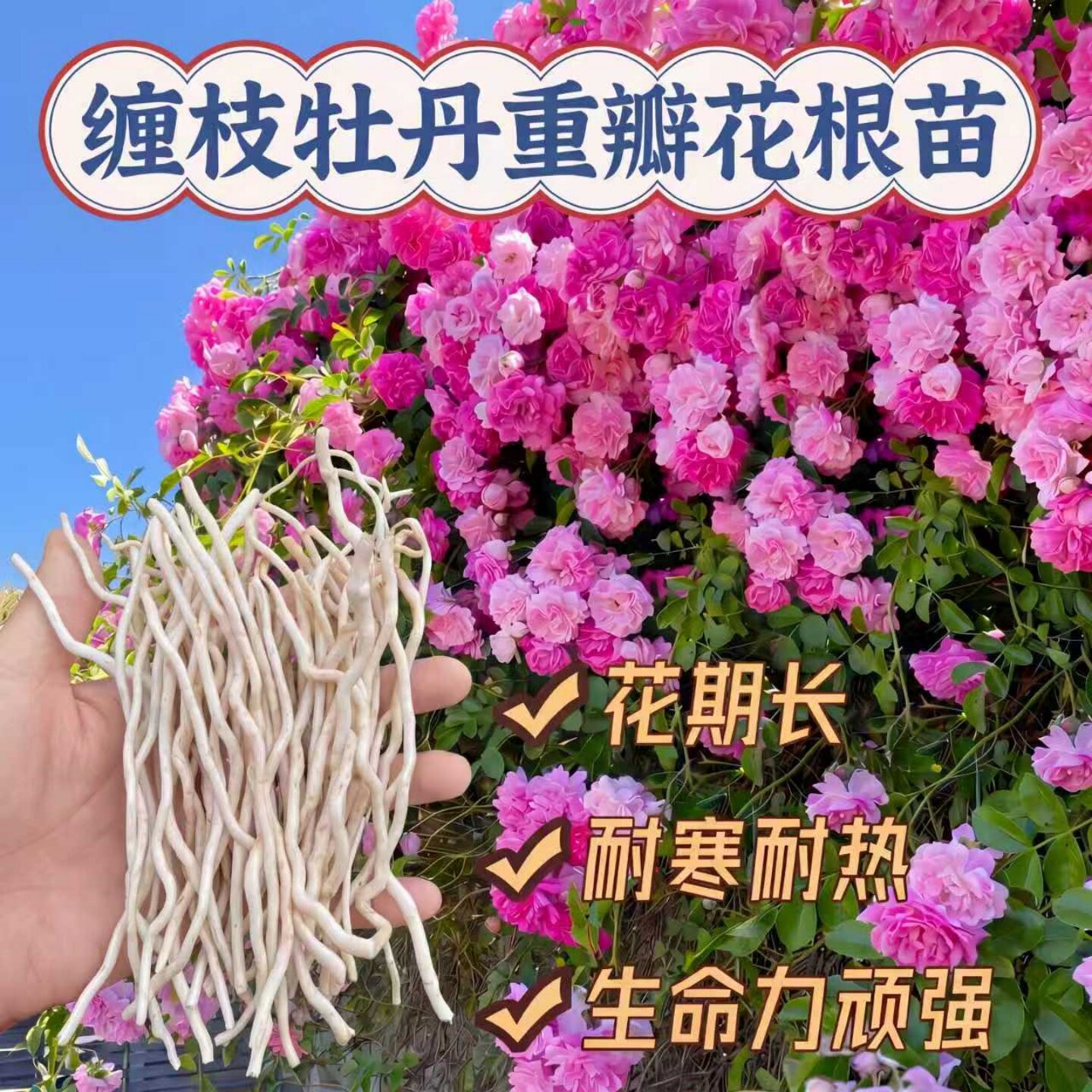 缠枝牡丹花根苗带芽种根重瓣花苗耐寒耐热多年生宿根粉色春化芽尖