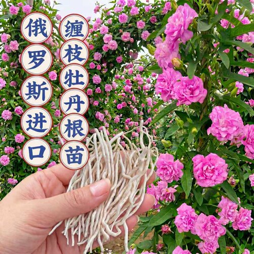 正宗缠枝牡丹花根隔年春化重瓣花