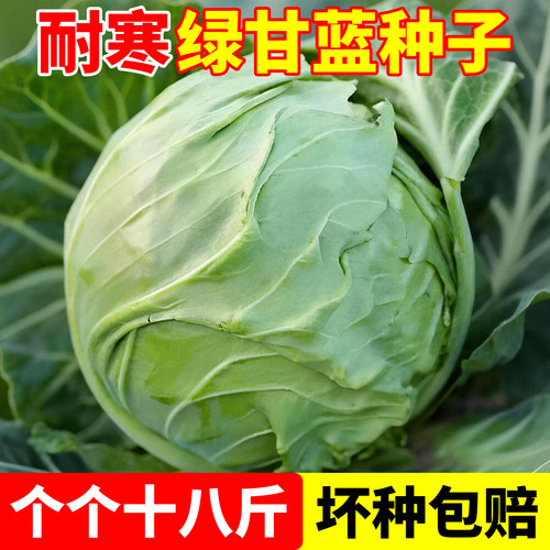 绿甘蓝种子圆白菜包菜绿色圆球菜