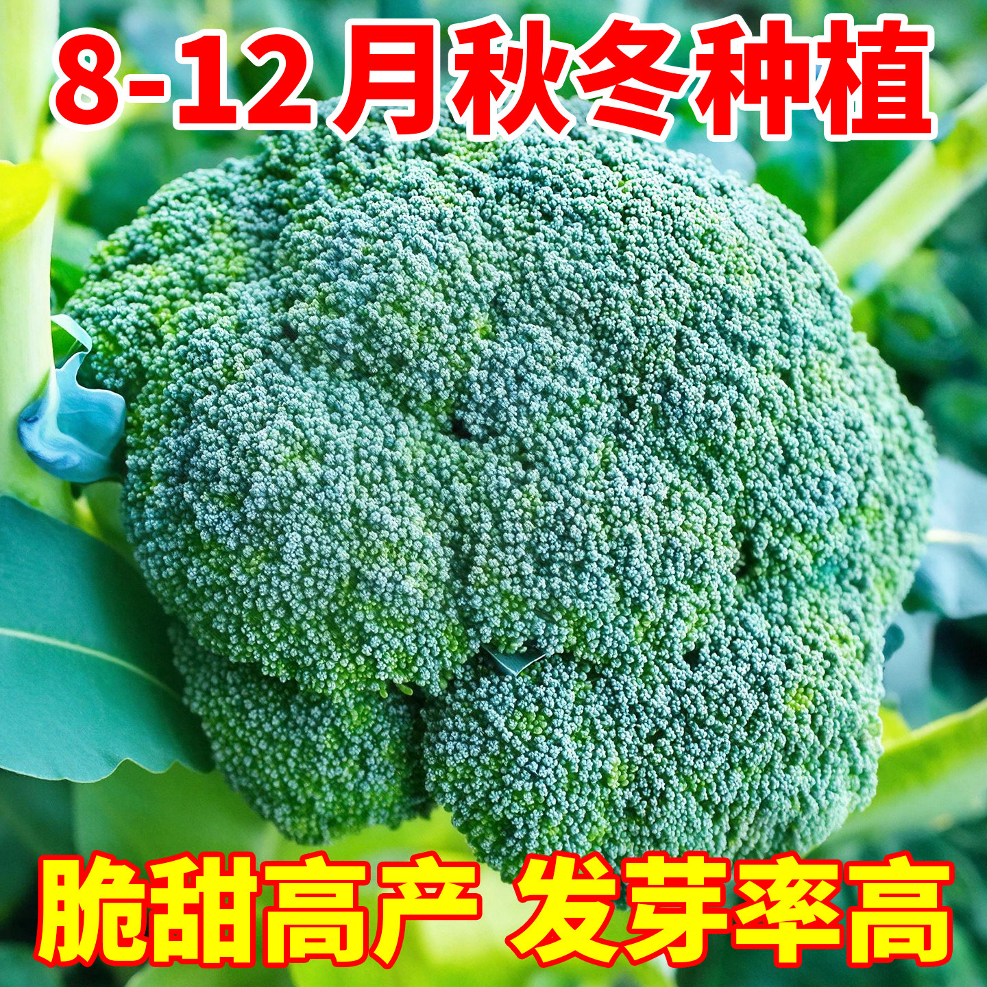 西兰花种子正宗有机四季高产蔬菜图片
