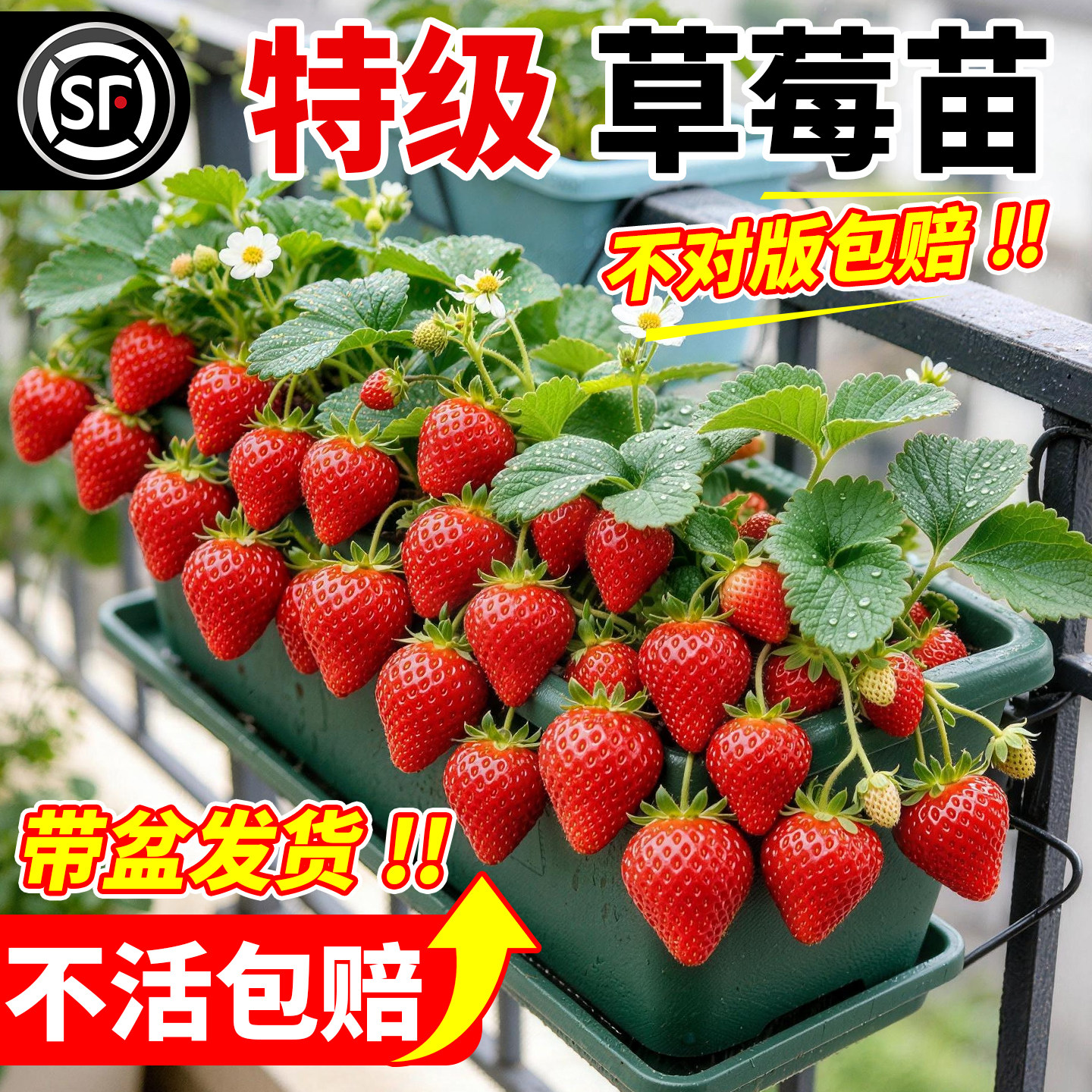 奶油草莓苗秧苗四季阳台盆栽带土基质红颜粉白黑红色草莓苗秧批发